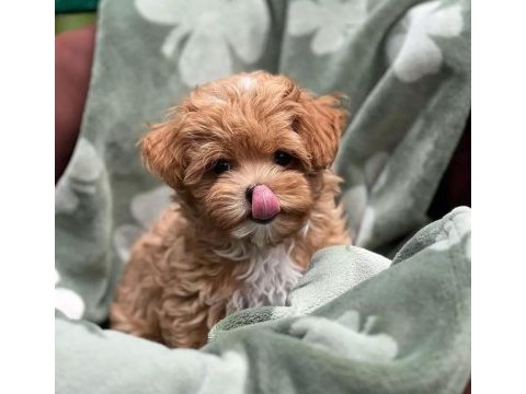 Mini boy maltipoo yavrular ankara