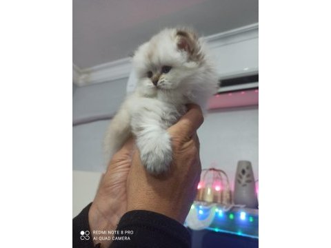 Güzel bebeğimiz british longhair