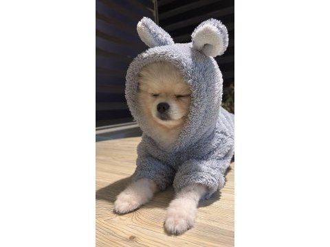 Çok uygun orijinal ayı surat 1 yaşında erkek pomeranian