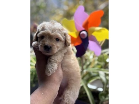 Maltipoo bebekler
