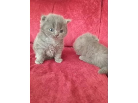 British scottish fold yavrularımız sağlık garantili
