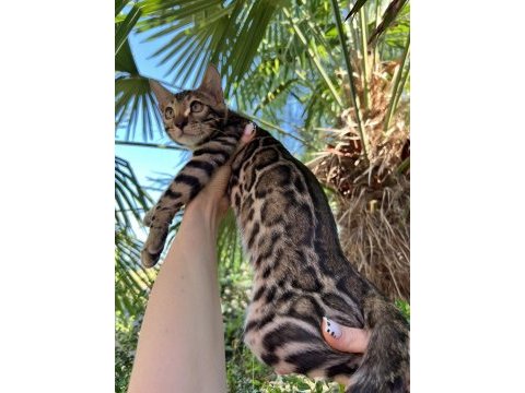 Show class brown bengal yavrular