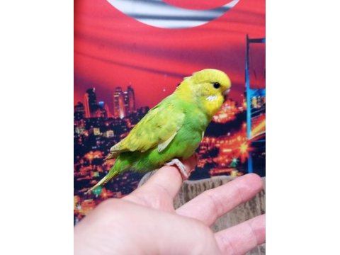 Sağlıklı yavru veya damızlık muhabbet kuşlar