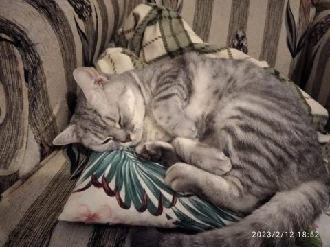 British shorthair 1 yaşında dişi kedimiz