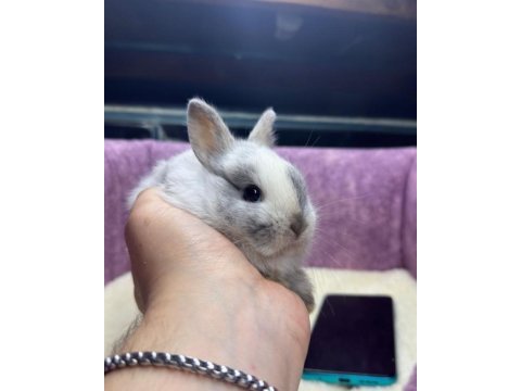 Cüce netherland dwarf tavşan yavrularımız