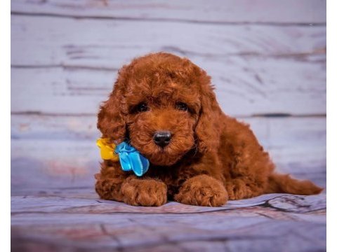 Toy poodle safkan her renk yavrularımız
