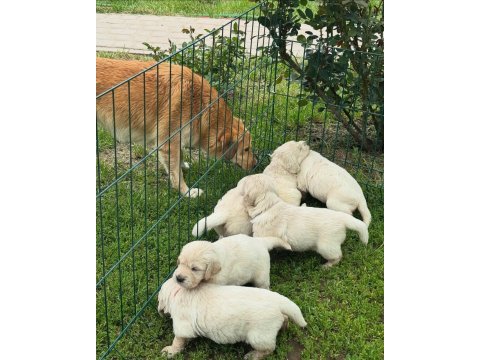 Golden retriever kapıda ödeme hizmetimiz vardır