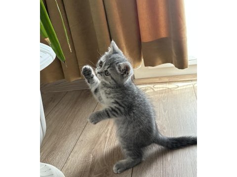 Blue tabby erkek bebek british longhair