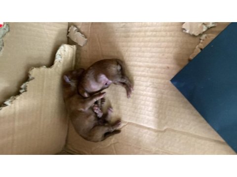 Mersin kore poodle bakımlı evde doğmuş