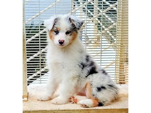 Çok güzel ve kaliteli border collie yavruları