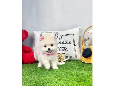 Antalya orjinal her renk pomeranian yavrular