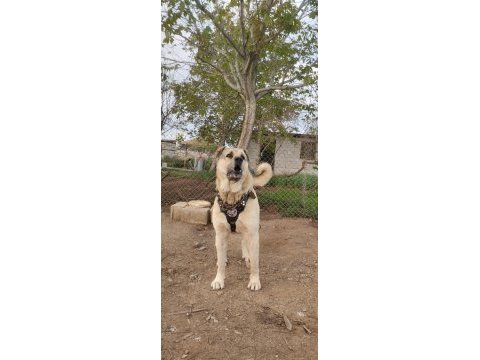 Kangalların psikopatı