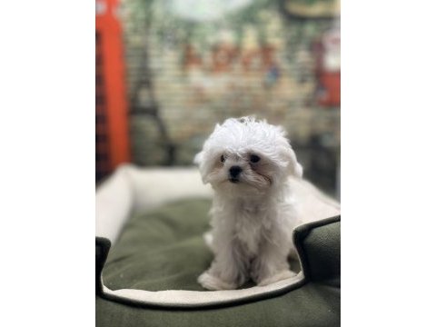 Kore kan teacup erkek maltese terrier yavrumuz