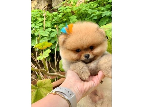 Safkan şecereli pomeranian boo yavrular