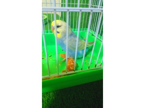 Rainbow erkek yavru yeni yeme düştü ele alıştırmalık kuşumuz