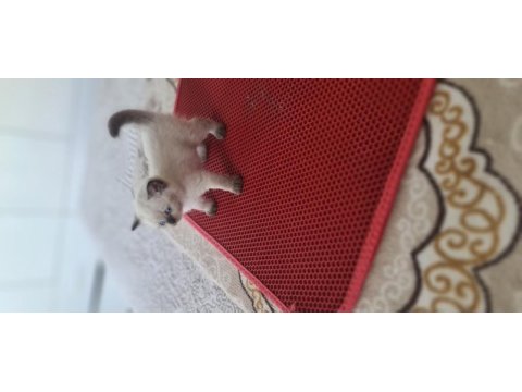 Mavi boncuklarım british shorthair