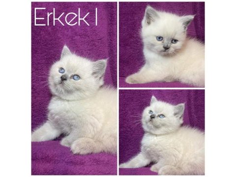 Rezerve satışa hazır british shorthair yavrular