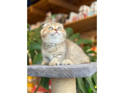 Sağlık ve ırk garantili scottish fold