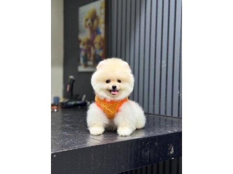 Sağlık ve ırk garantili pomeranian