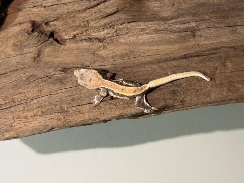 Super crested gecko yavrular