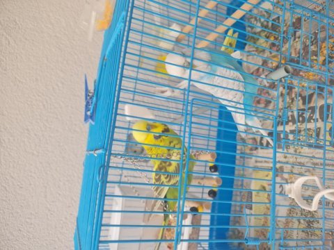 Jumbo eşli muhabbet kuşu