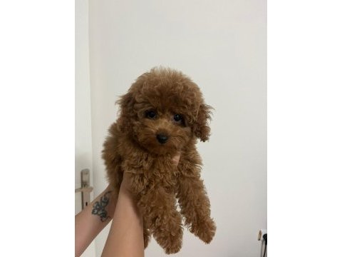Orijinal teacup poodle