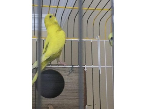 10 aylık dişi muhabbet kuşu