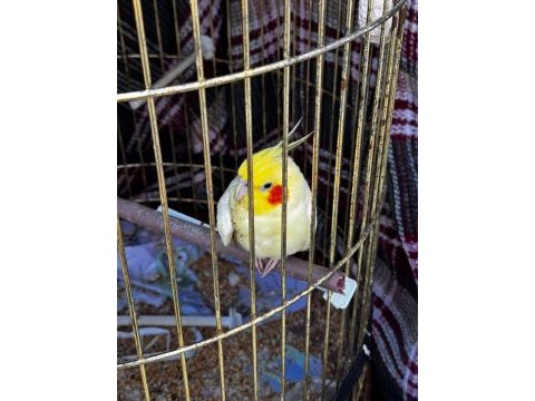 Sultan papağanı iki adet
