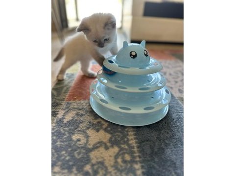British shorthair ve siyam birleşimi kedimiz
