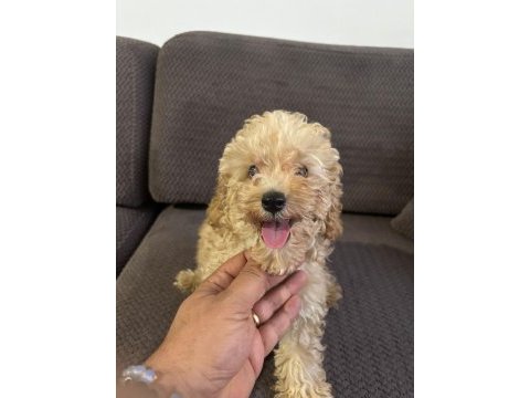 3 aylık aşıları yapılmış eğitimli poodle