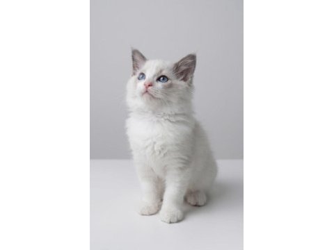 Ragdoll dişi erkek