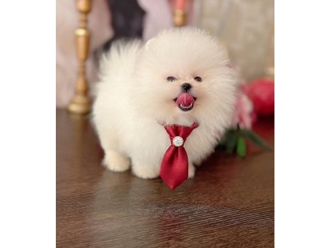 Mini boy ayıcık pomeranian boo