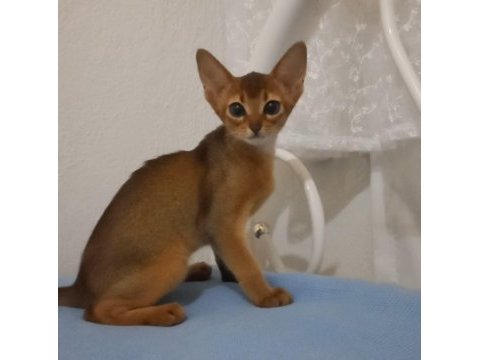 Safkan habeş kedisi