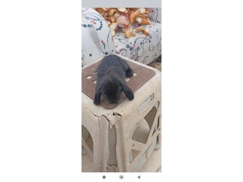 Hollanda teddy lop tavşan yavruları