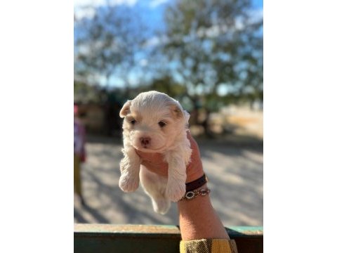 İrk garantili maltipoo yavrular