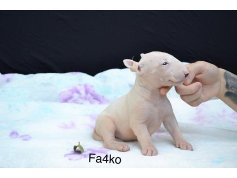 A class şecereli bull terrier türkiye şampiyonu çocukları