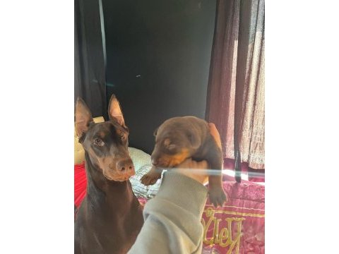 Irk garantili safkan doberman yavrular