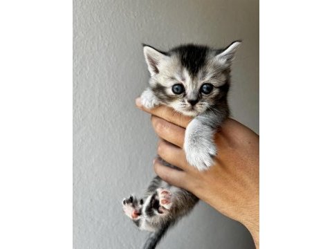 Tricolour british shorthair dişi 40 günlük