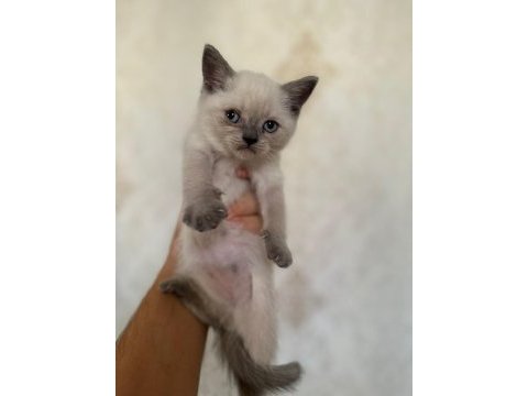 A+ kalite british shorthair yavrumuz yeni ailesini bekliyor