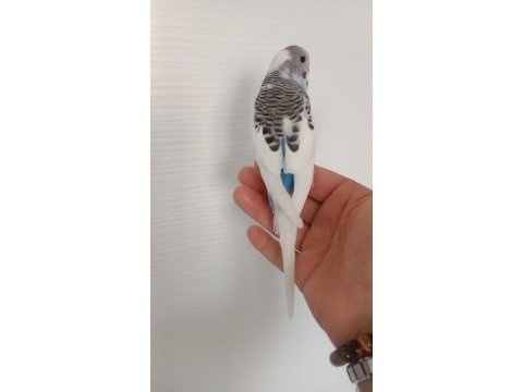 Yavru kuşlarım