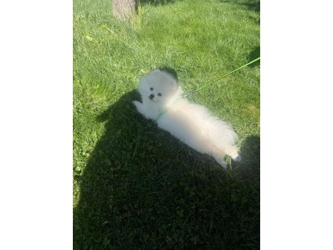 10 aylık safkan kore pomeranian boo
