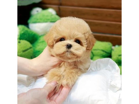Antialerjik teacup maltıpoo bebeklerimiz