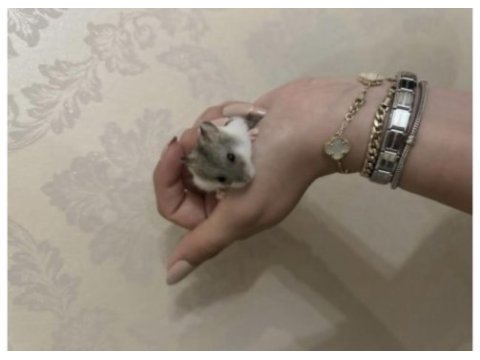 Hamsterler