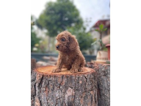 Sağlık garantili karma aşıları yapılmış yavrular toy poodle