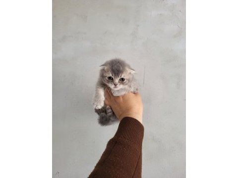 Safkan scottish fold bebeklerim