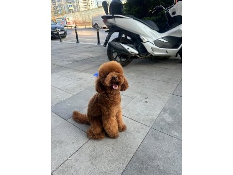 Orjinal toy poodle yavrumuz 