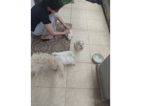 Yavru maltipoo