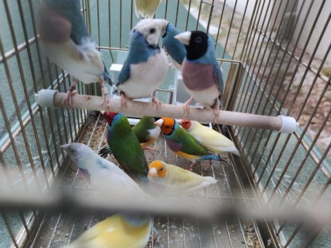 Gökkuşağı ispinozu - goldian finch