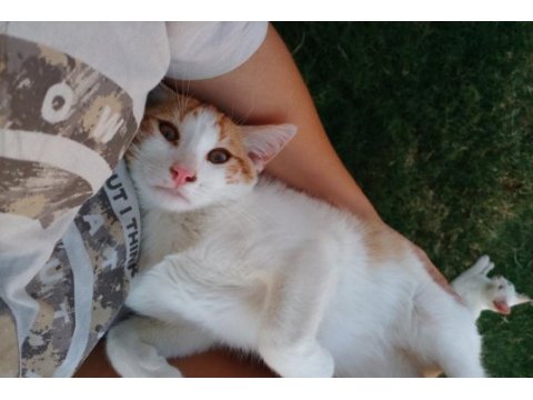 Kedimiz tarçın yuva arıyor