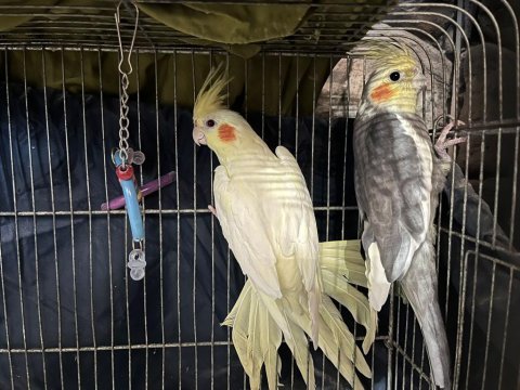 Çift damızlık sultan papağanları
